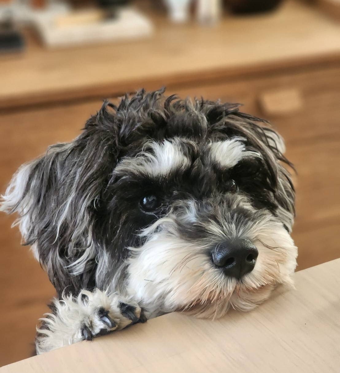 犬が机の上に顎を乗せて見ている。