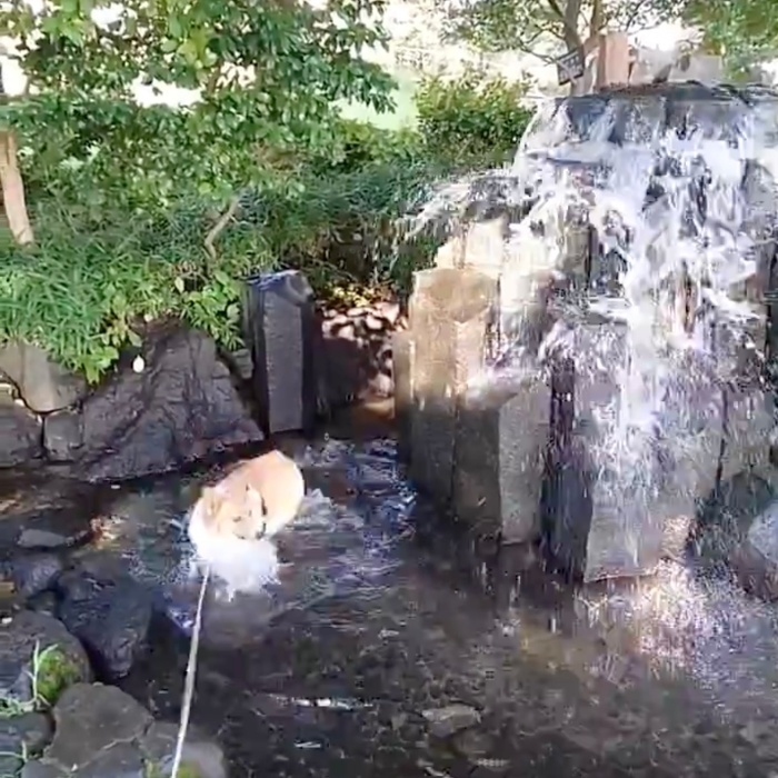噴水の水に気づく紬ちゃん