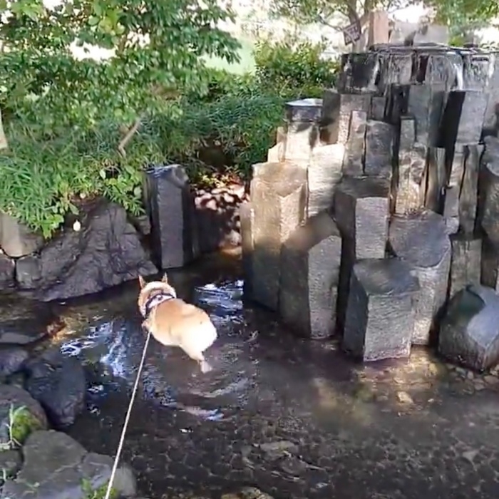 水の中を歩く紬ちゃん