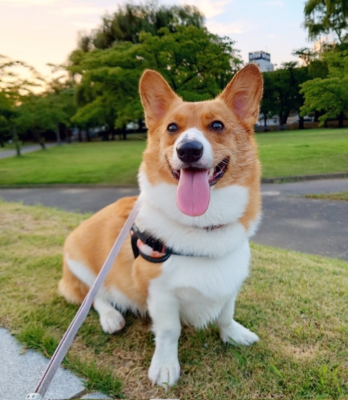 お座りして笑みを浮かべる紬ちゃん