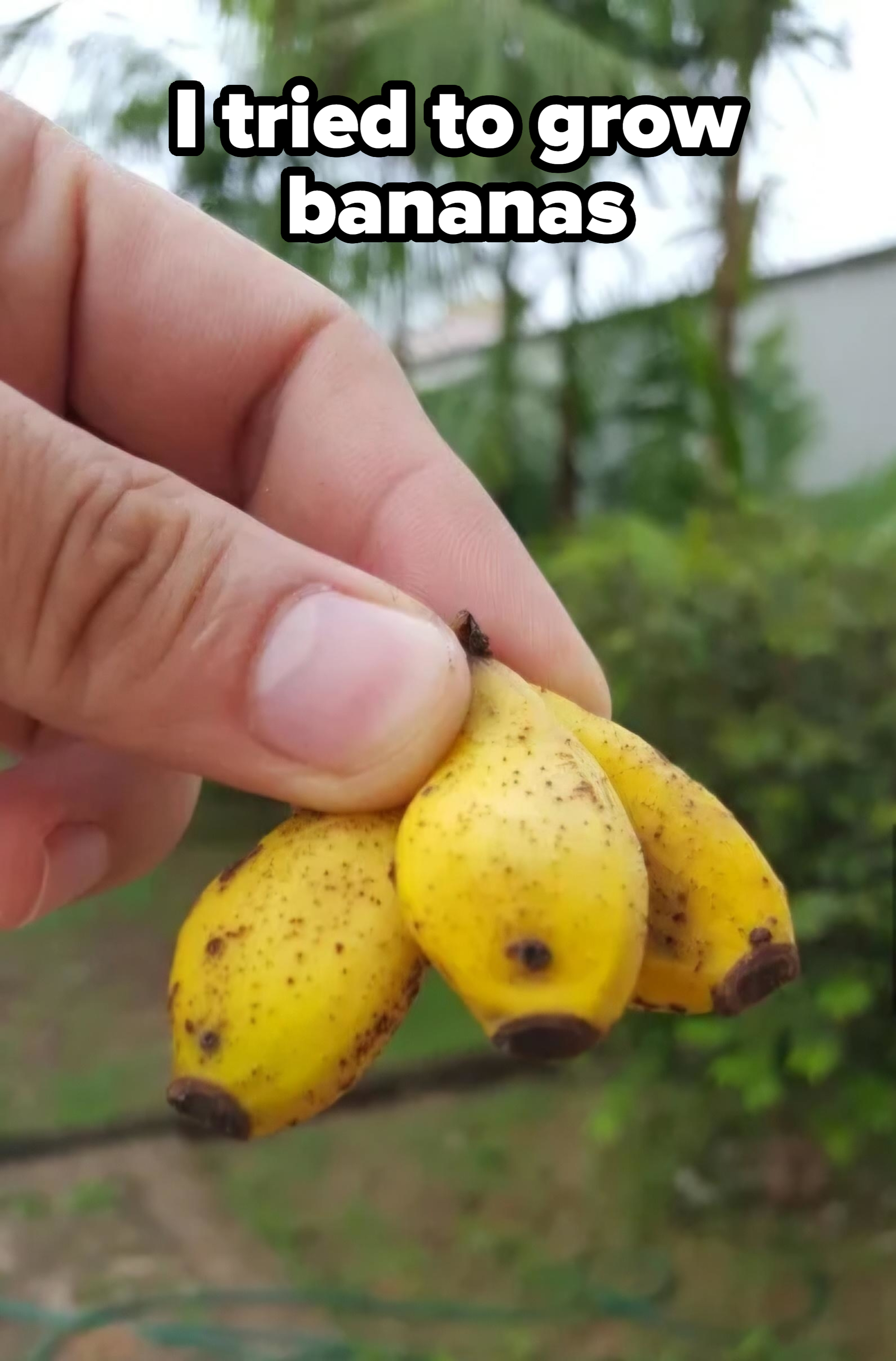 Close-up of a hand holding three tiny bananas between thumb and forefinger, with a garden backdrop visible
