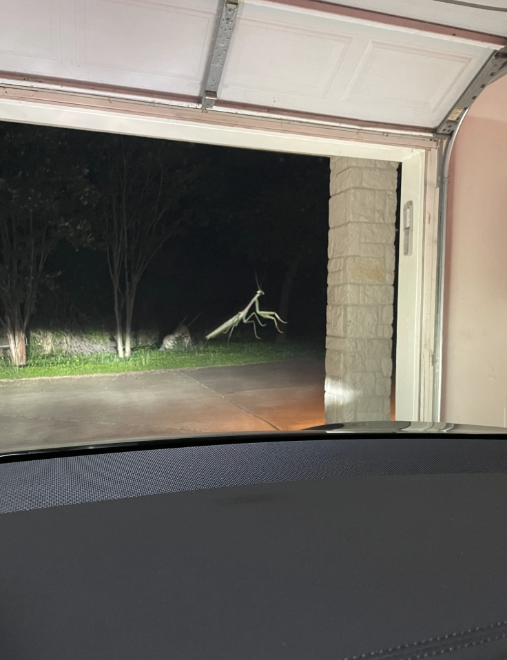 A giant praying mantis stands in a yard at night, visible through an open garage door with a car dashboard in the foreground