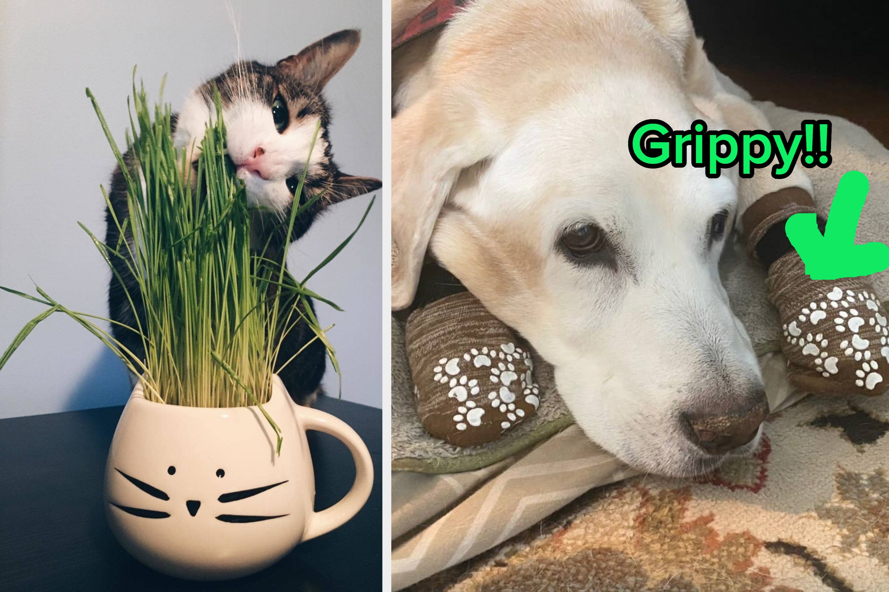 33 Products To Solve All Your Most Bewildering Pet Parenting Dilemmas