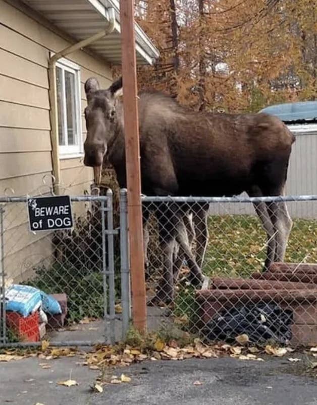 A moose stands inside a fenced yard next to a "BEWARE of DOG" sign, which is partially obscured by a pole. Leaves are scattered on the ground