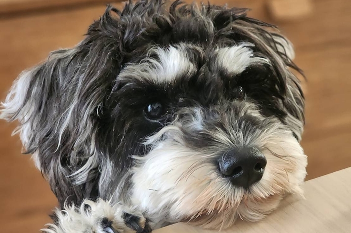 犬が机の上に顎を乗せて見ている。