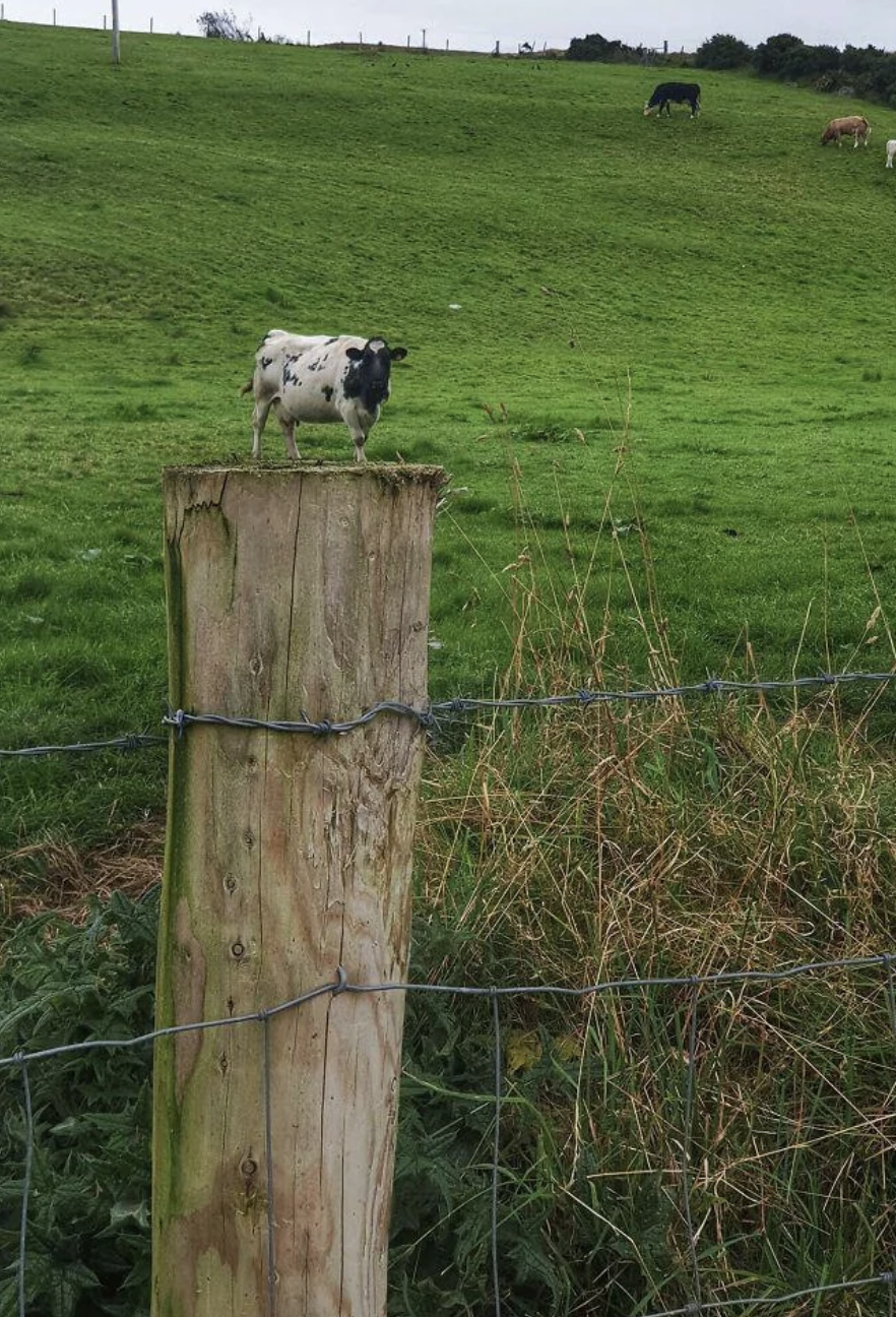 A small cow standing on a wooden post in a grassy field, surrounded by a wire fence with a few other cows grazing in the background