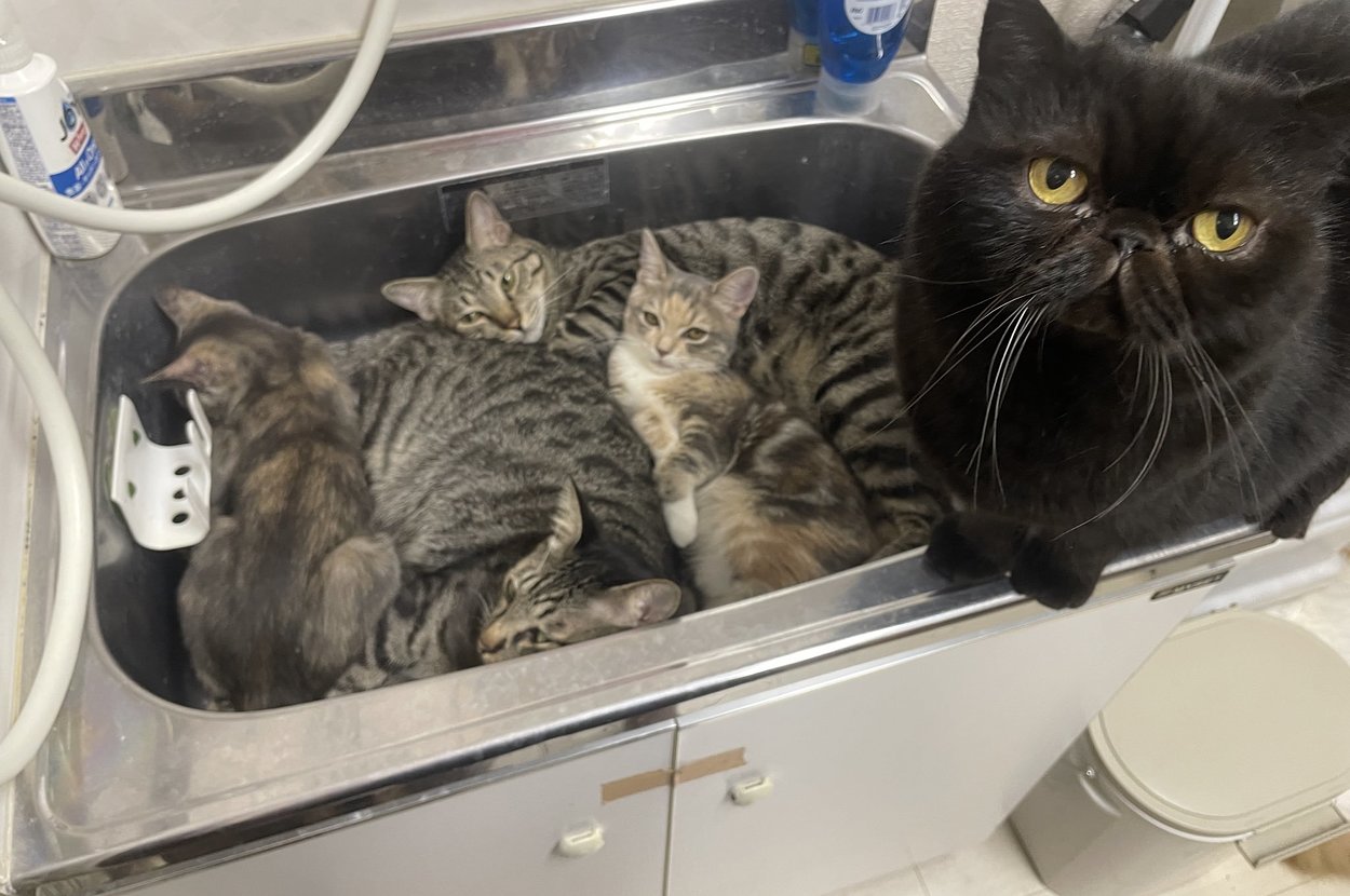 シンクに詰まった猫たち / 猫カフェmfmfさんの公式Xより