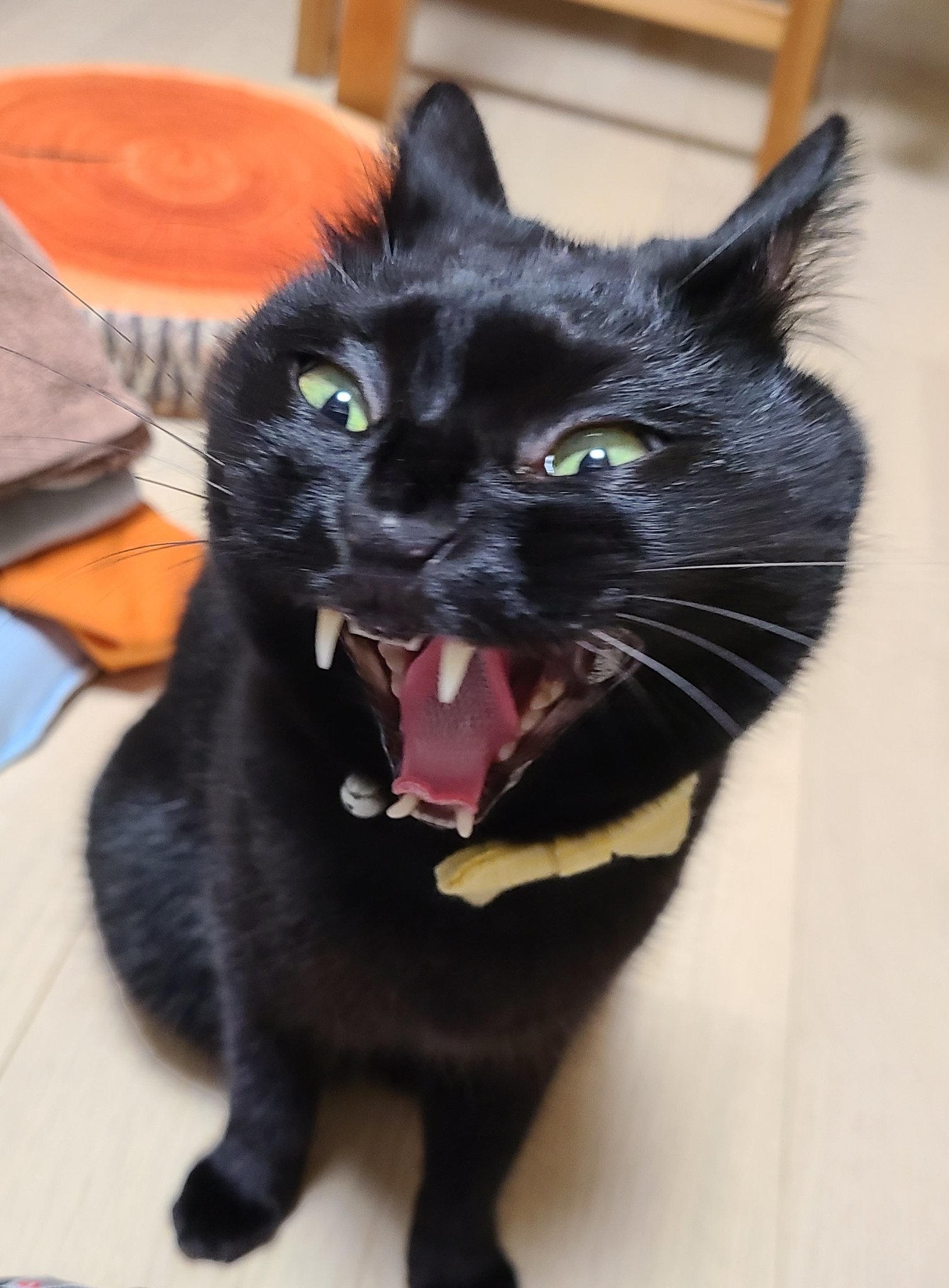 アップのあくびもすごい / のある@黒猫垢さんのXより