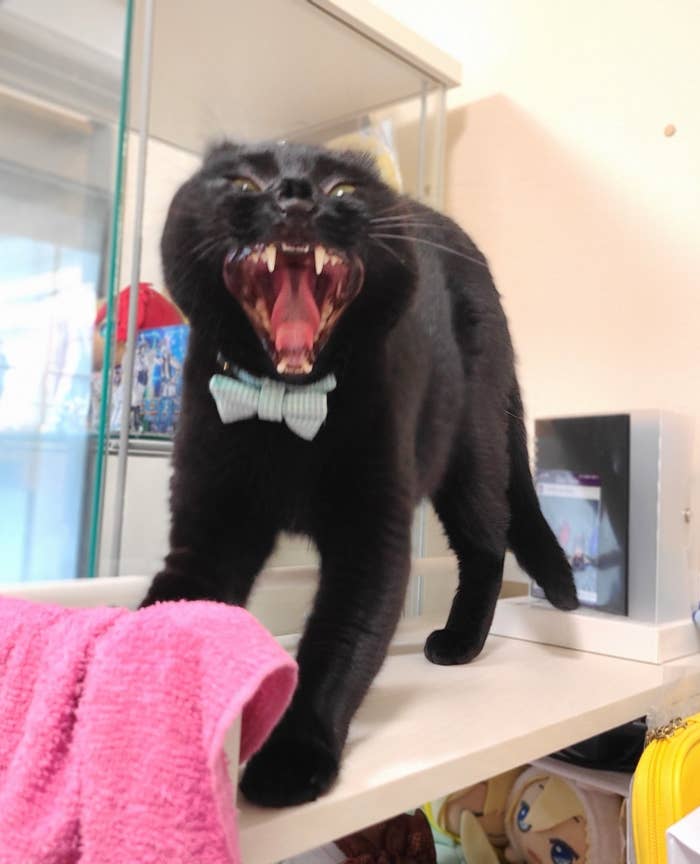 すごいあくびの黒猫ちゃん / のある＠黒猫垢さんのXより