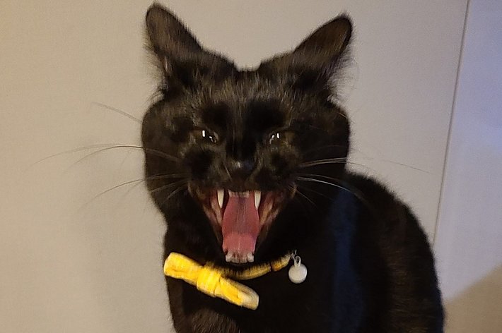 妖怪みたいなあくびをする黒猫ちゃん / のある@黒猫垢さんのXより