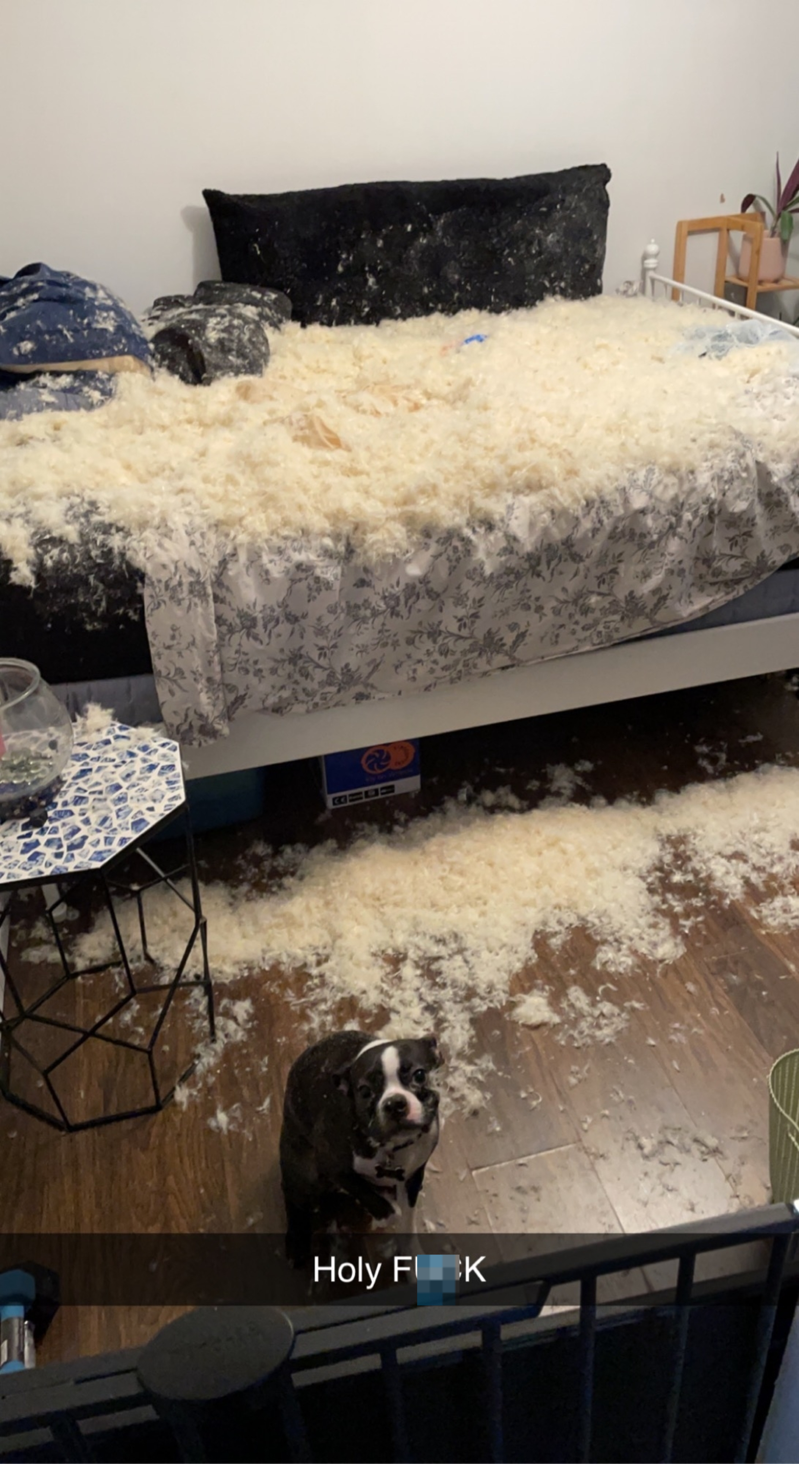 A bed covered in scattered feathers, with a Boston Terrier sitting on the floor next to the bed. The caption on the image reads, "Holy FUCK"