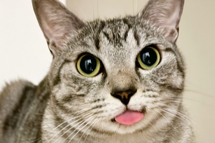 ペロッと舌を出すととまるくん