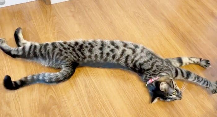 ぐーんと伸びるるなくん