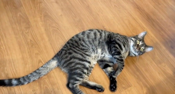 飼い主さんが向けるカメラに気づいたるなくん