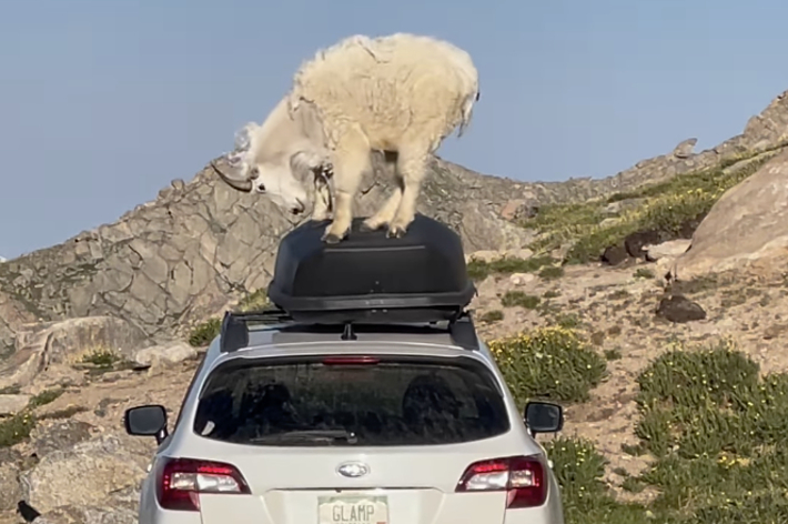 白い山羊が白い車の屋根に乗っています。背景には山や岩が見えます。