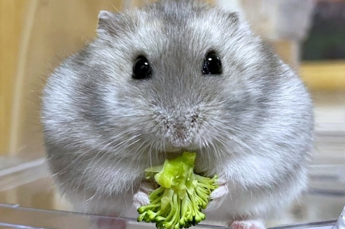 カメラを見つめるジャンガリアンハムスターのみるくん