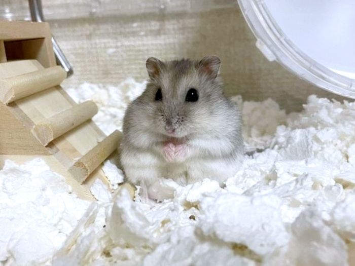 ケージの中でちょこんと座るみるくん