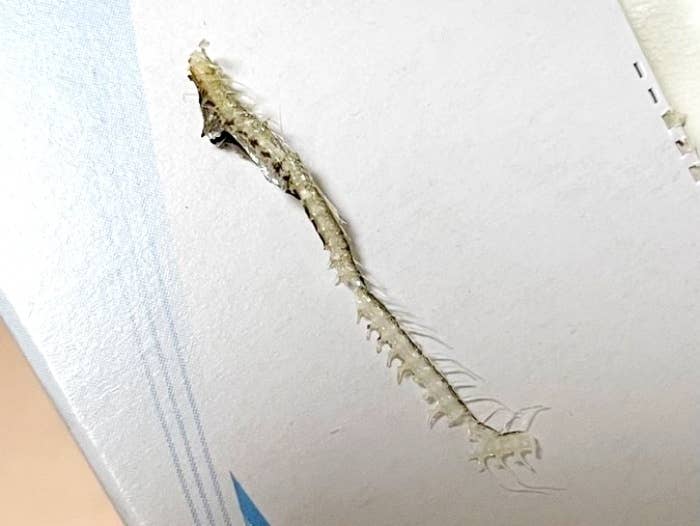 みるくんが食べ残した煮干しの骨