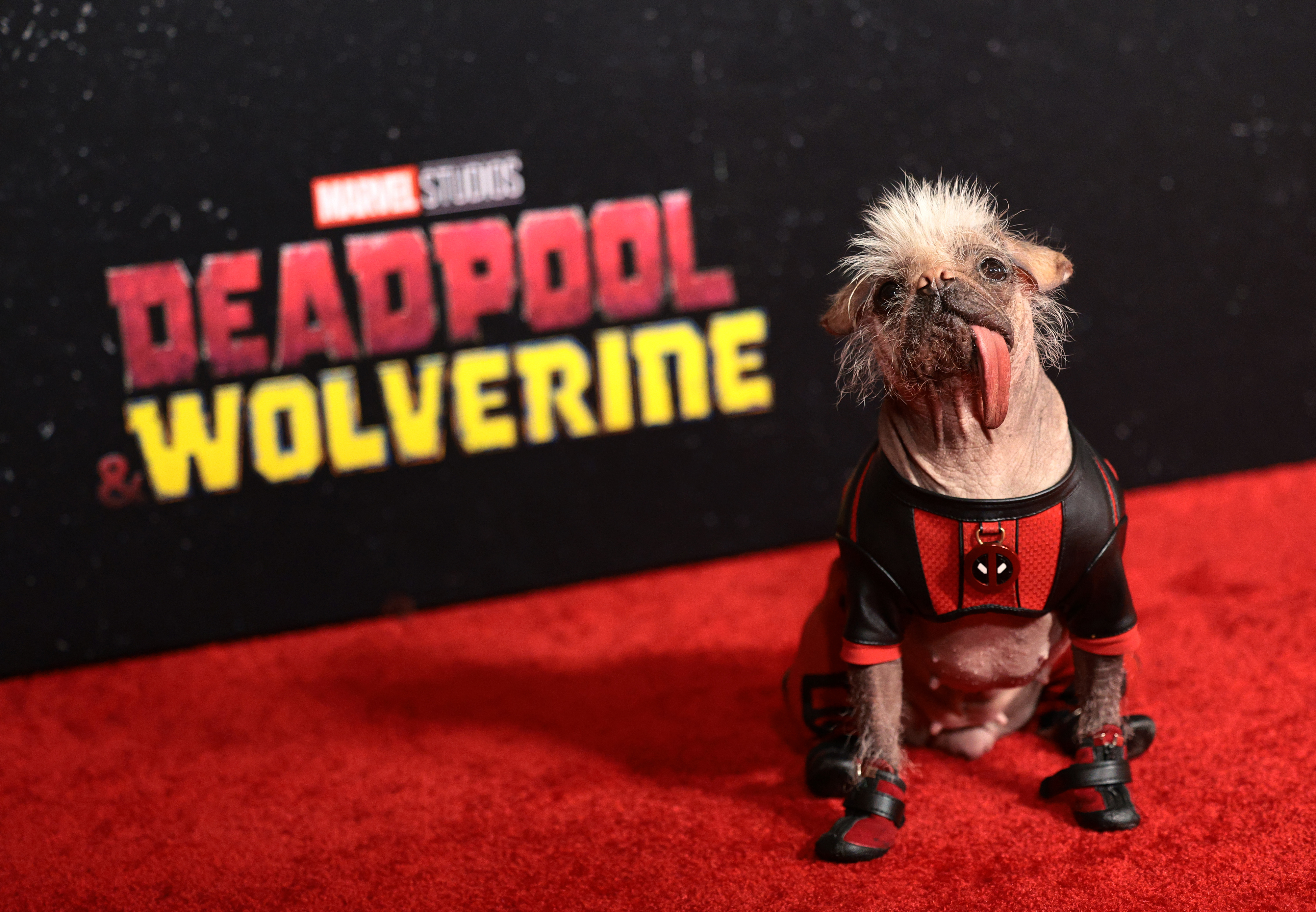 Peggy the Dog on the red carpet for &quot;Deadpool &amp;amp; Wolverine&quot;