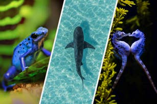 A blue frog, a shark swimming in clear water, and two seahorses intertwined