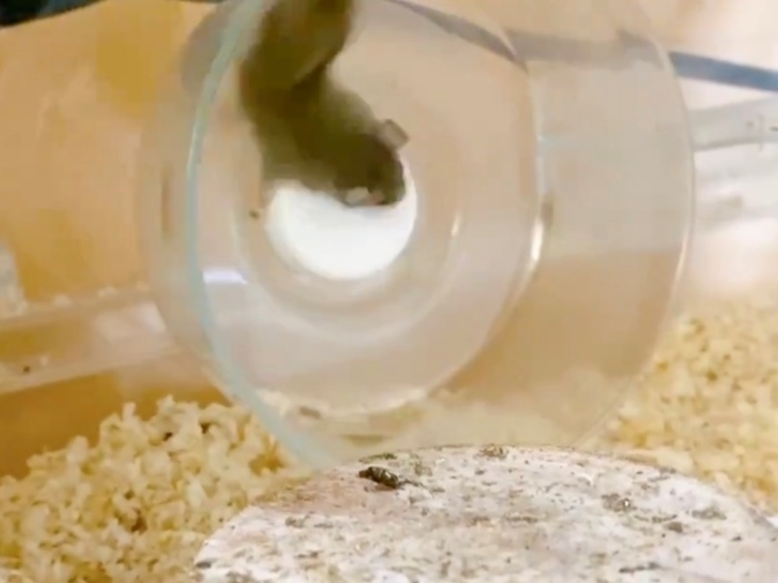 体ごと回り始めたチャミちゃん