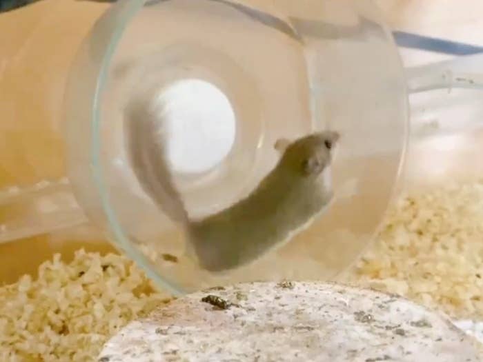 回し車をカラカラ回すチャミちゃん