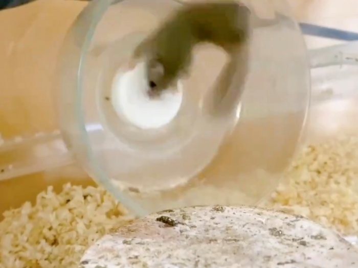 回し車の軸を持つチャミちゃん