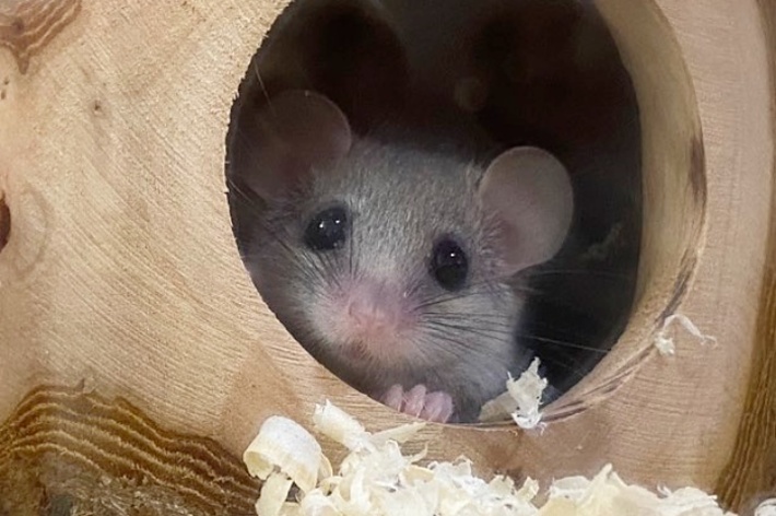 カメラを見つめるアフリカヤマネのチャミちゃん