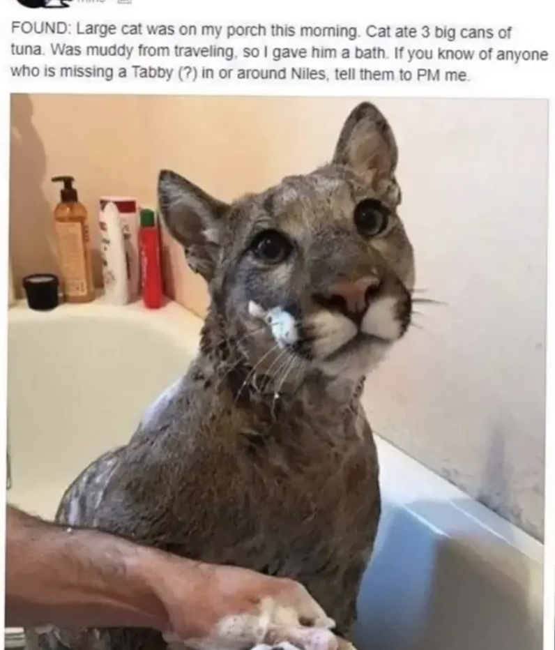 Mountain lion in a bath with the caption: "FOUND: Large cat on my porch ate 3 cans of tuna. Was muddy, so I gave him a bath. If missing a 'Tabby' in Niles, PM me."