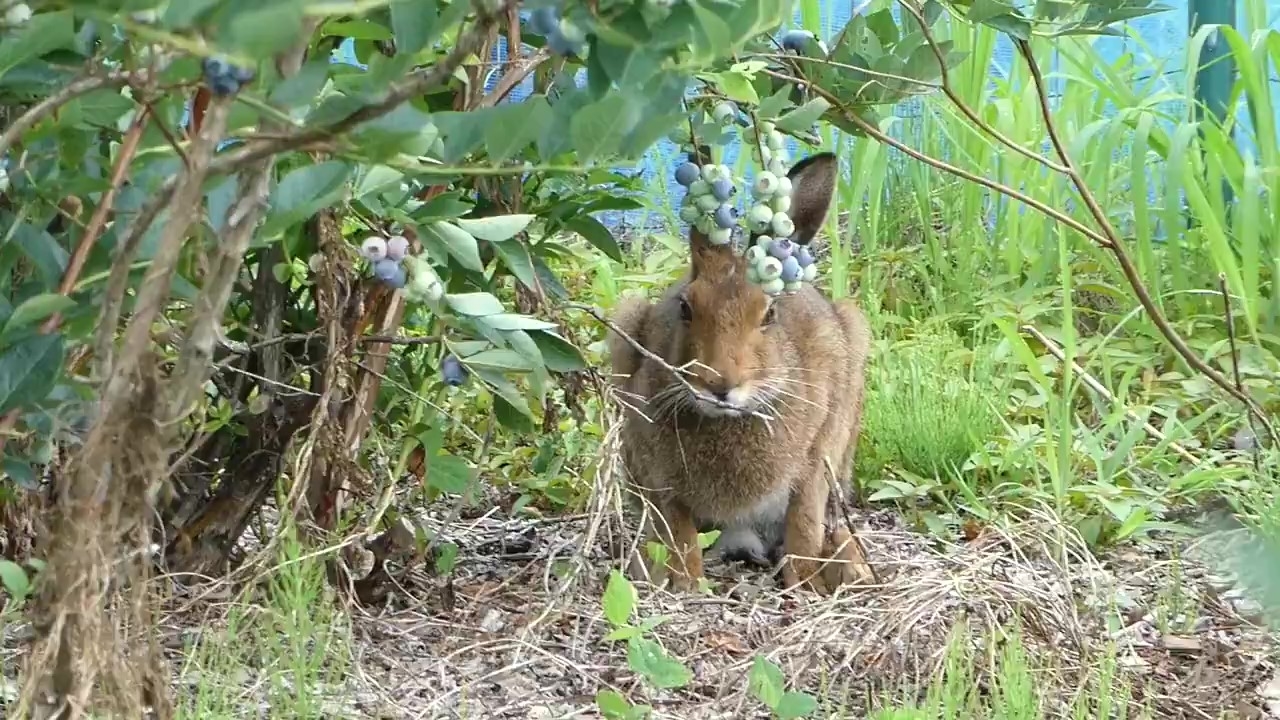 野生のエゾユキウサギ
