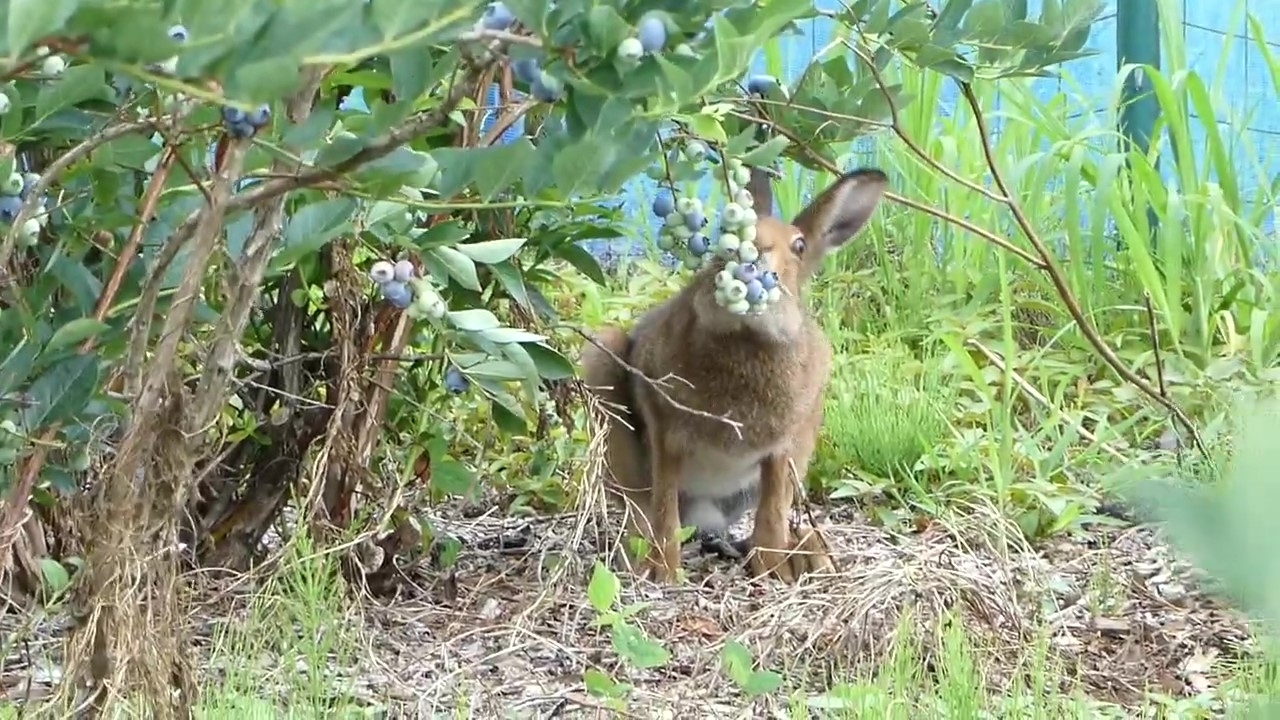 ブルーベリーを食べる野生のエゾユキウサギ