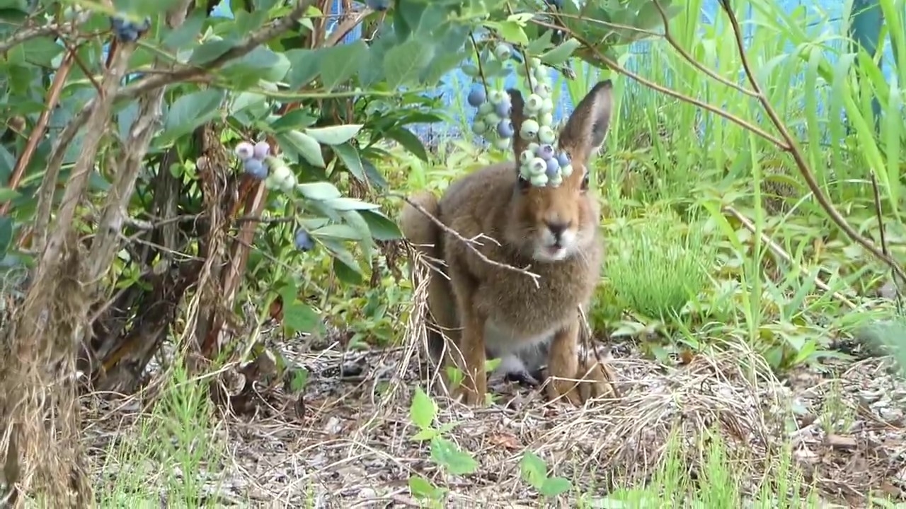 もぐもぐする野生のエゾユキウサギ