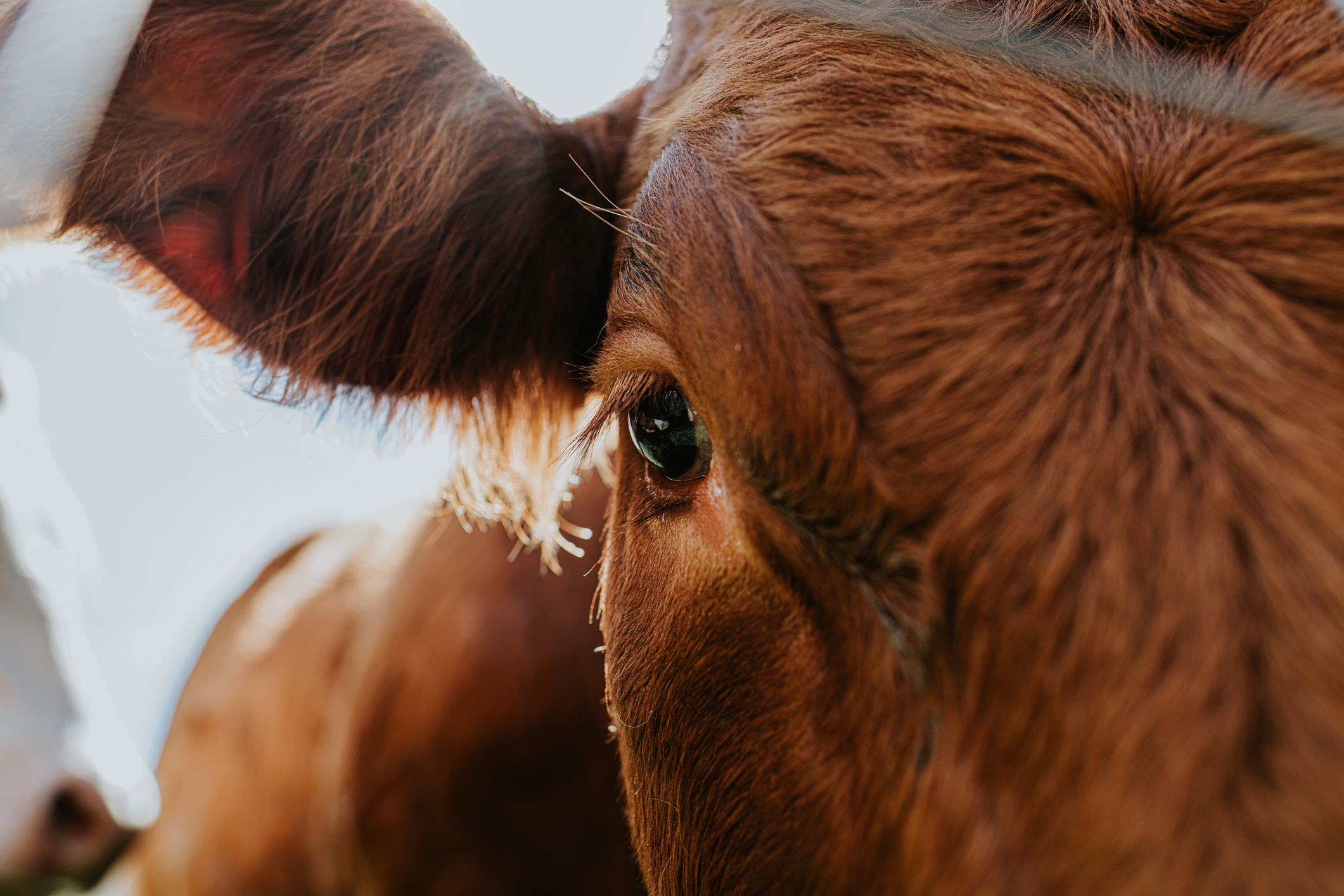 Close-up image of a brown cow's face, focusing on its eye and ear, with part of another cow blurred in the background
