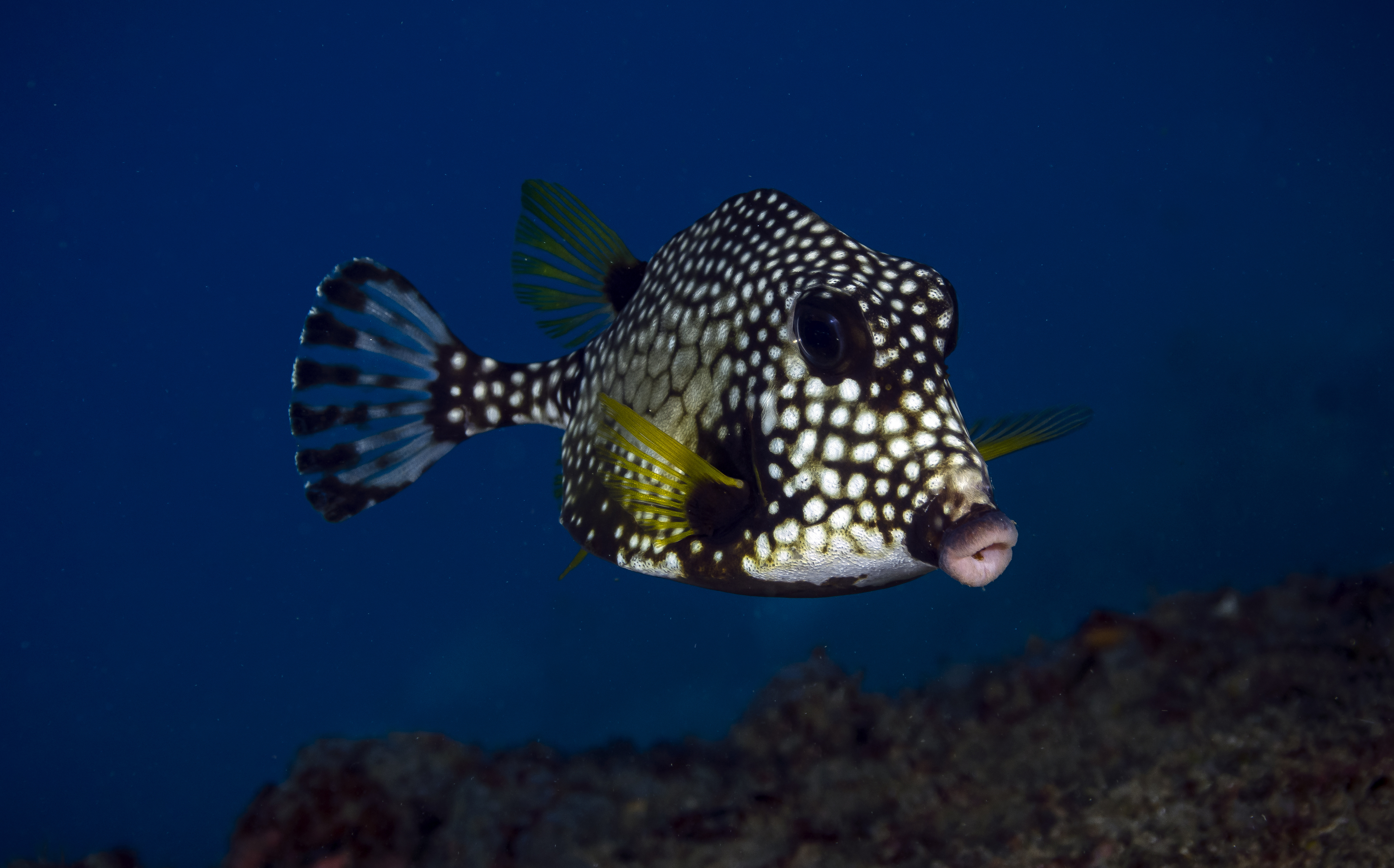 Spotted boxfish swimming in the ocean, near a rocky sea floor; it has surprisingly large lips