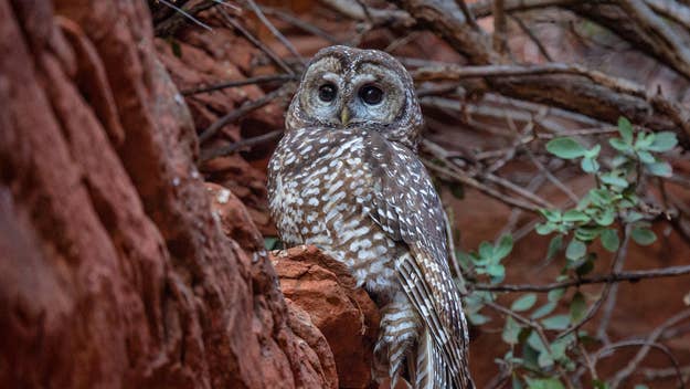 An owl sits perched on a rock amidst branches and leaves in a natural setting