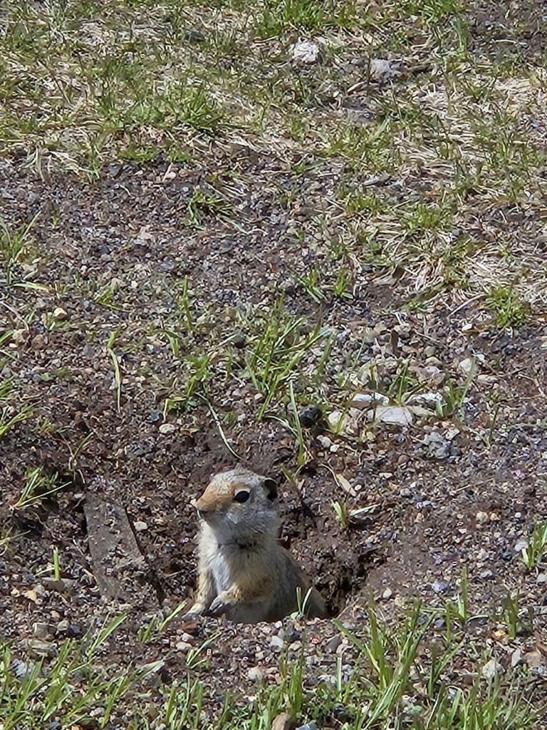 A squirrel peeks out from a hole in the ground, surrounded by grass and dirt