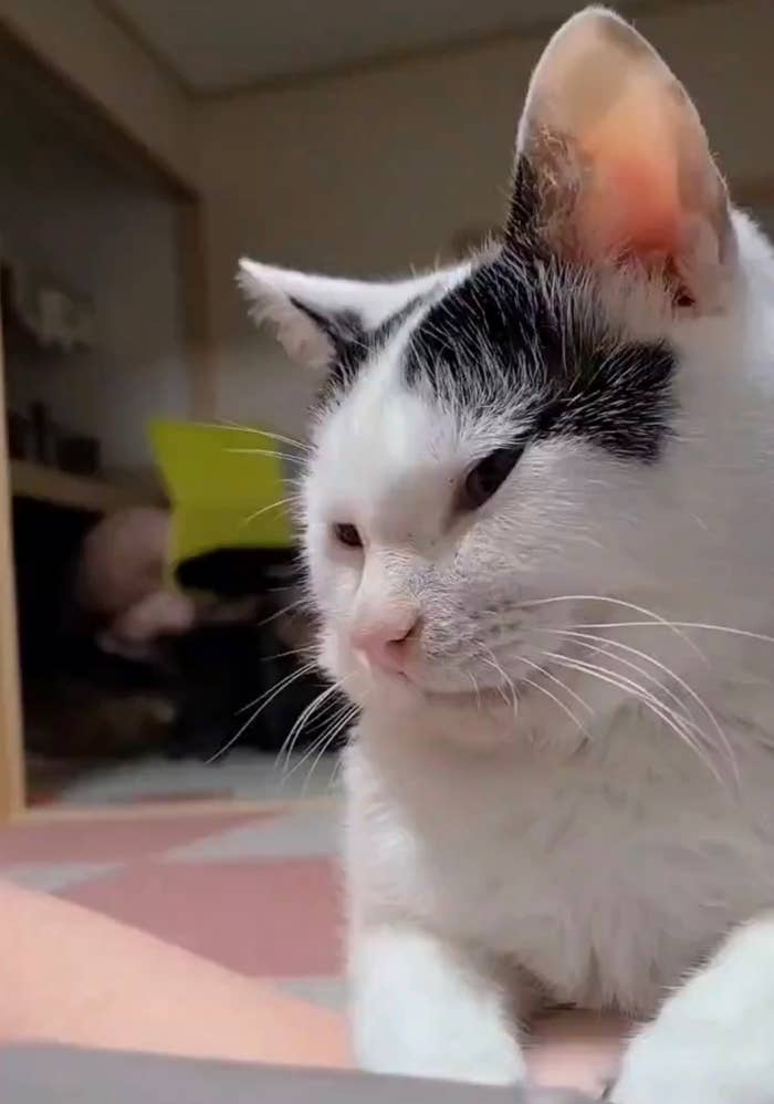 目を細めてうとうとするこもちゃん