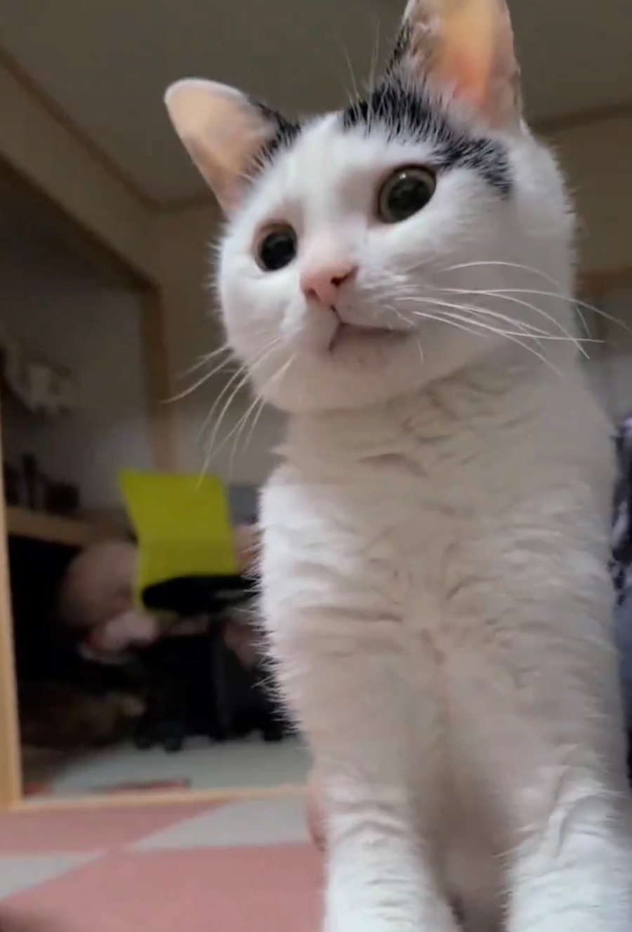 立ち上がって音のするほうを見つめるこもちゃん