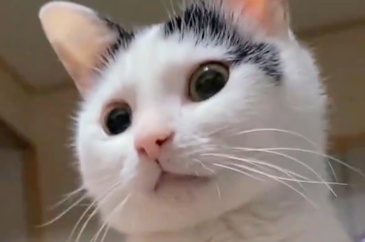 ごはんを用意する音に気づいたこもちゃん