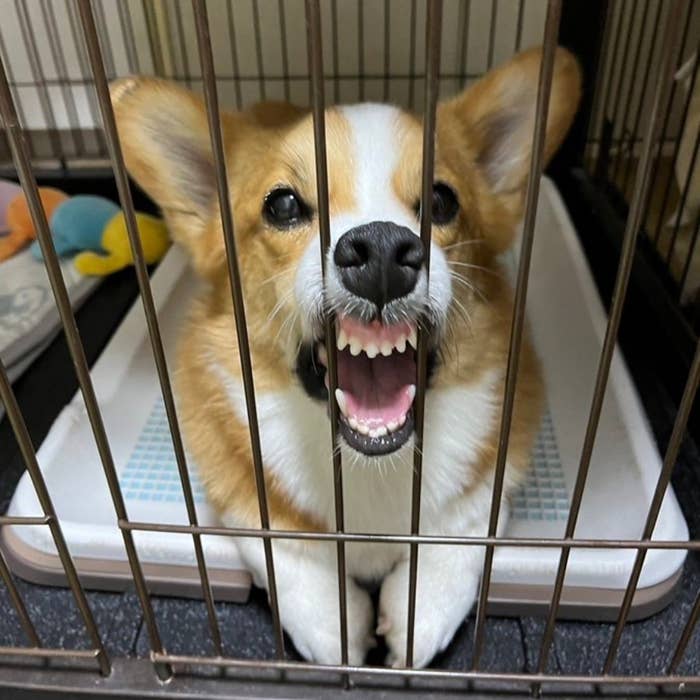 ケージの中で座って、飼い主さんを見上げるコーギーのメルちゃん