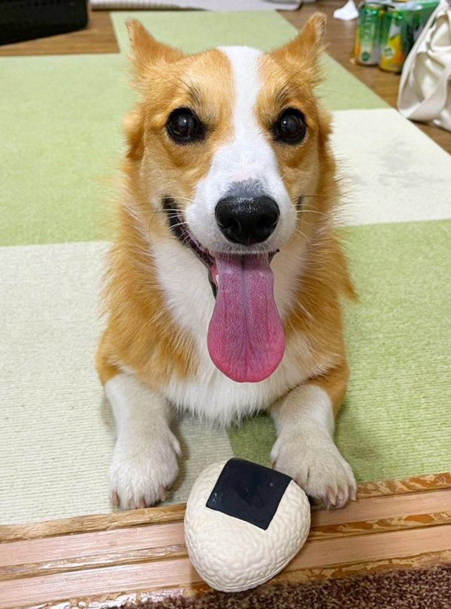 にこにこ笑みを浮かべるコーギーのメルちゃん