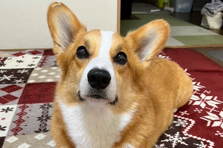 飼い主さんを見上げるメルちゃん