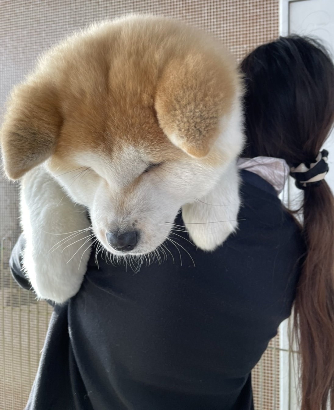 ものすごく大きいぬいぐるみ？ 生後4カ月の秋田犬がでっかすぎる。「もふもふしたい」「可愛い､最高！」の声