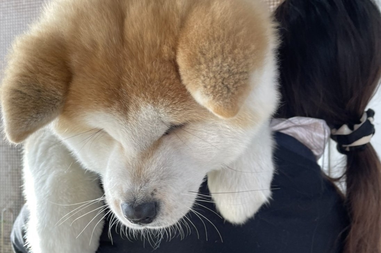 女性に抱き上げられている秋田犬の子犬