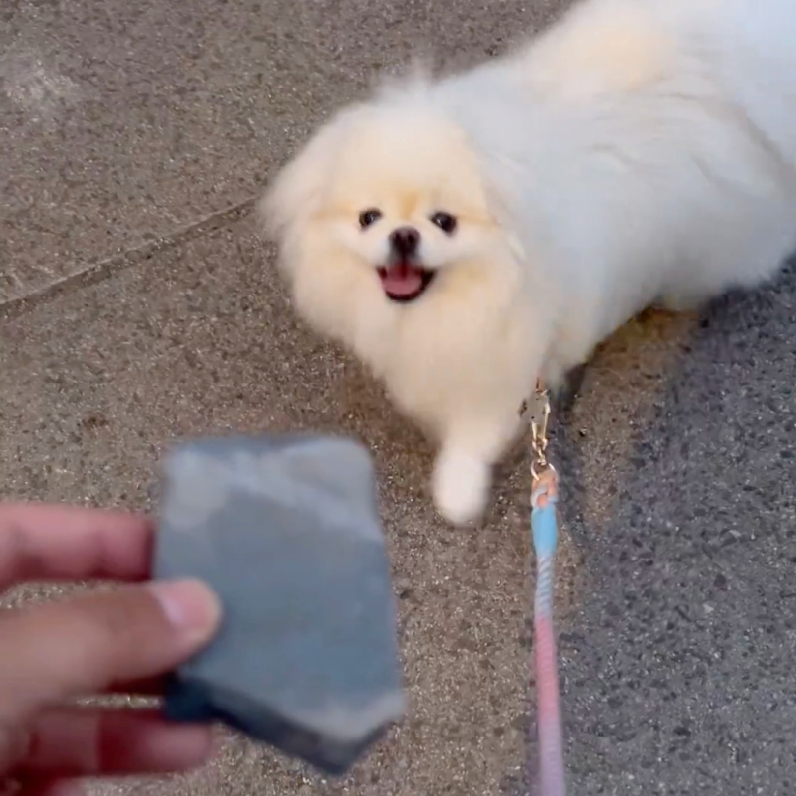 笑みを浮かべながら立ち上がるなんこつちゃん