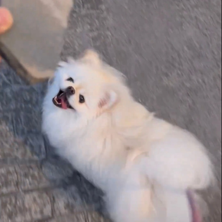 石を見つめながら歩き出すなんこつちゃん