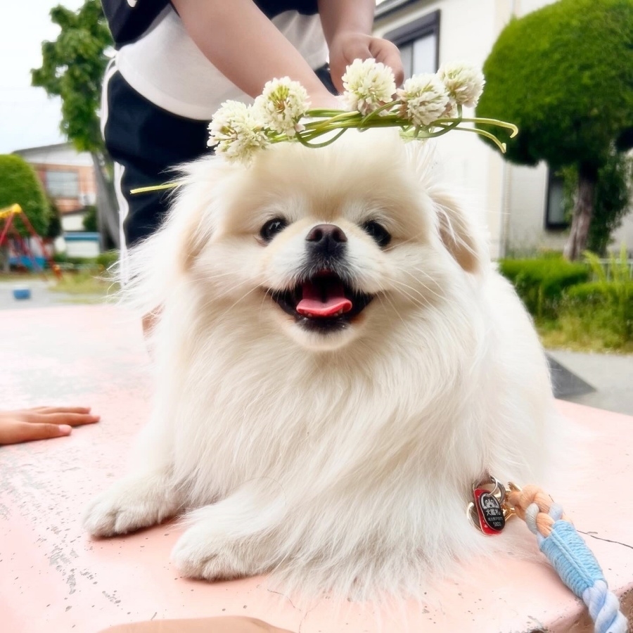 花冠がよく似合うなんこつちゃん