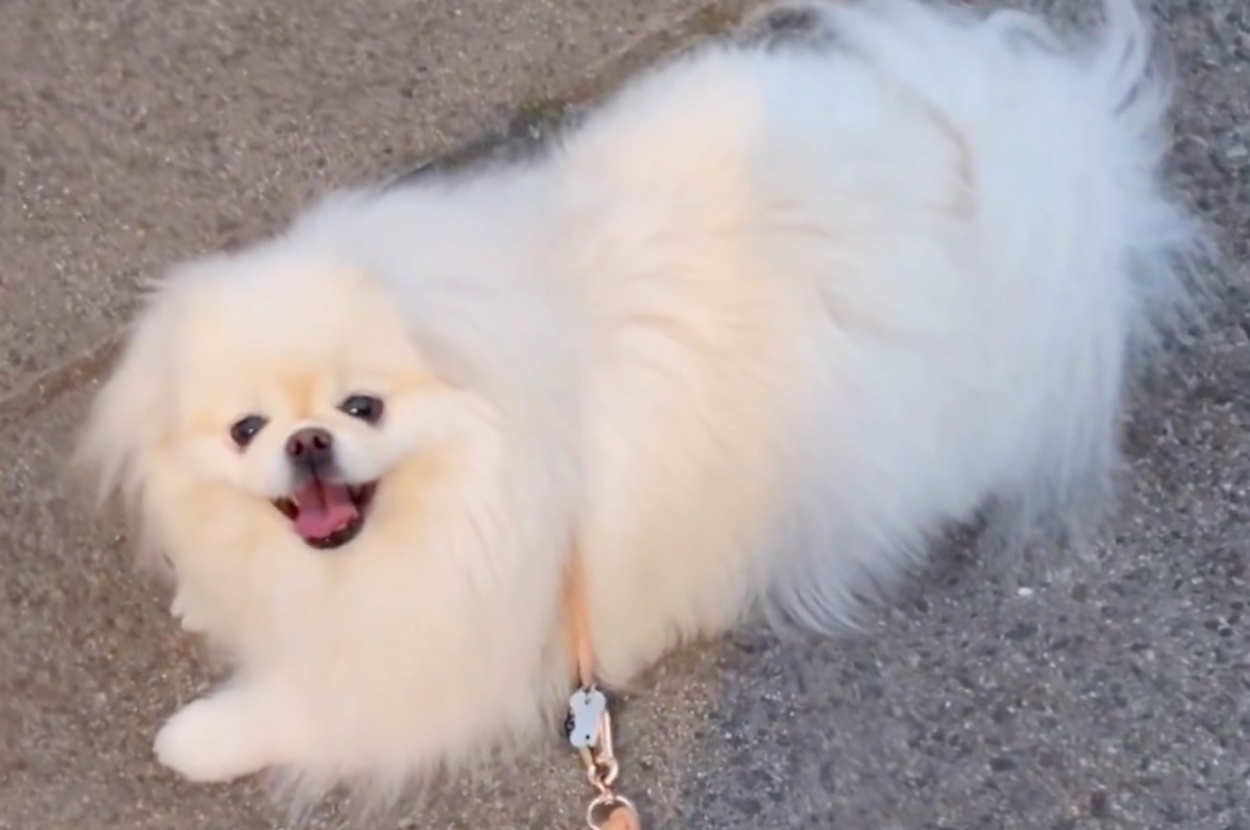 散歩拒否するなんこつちゃん。ある物を目にすると…！？