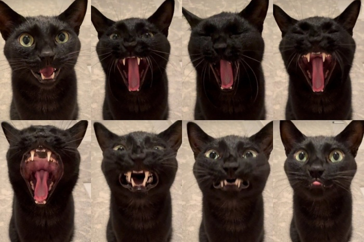 うにくんの表情をとらえた8つの写真