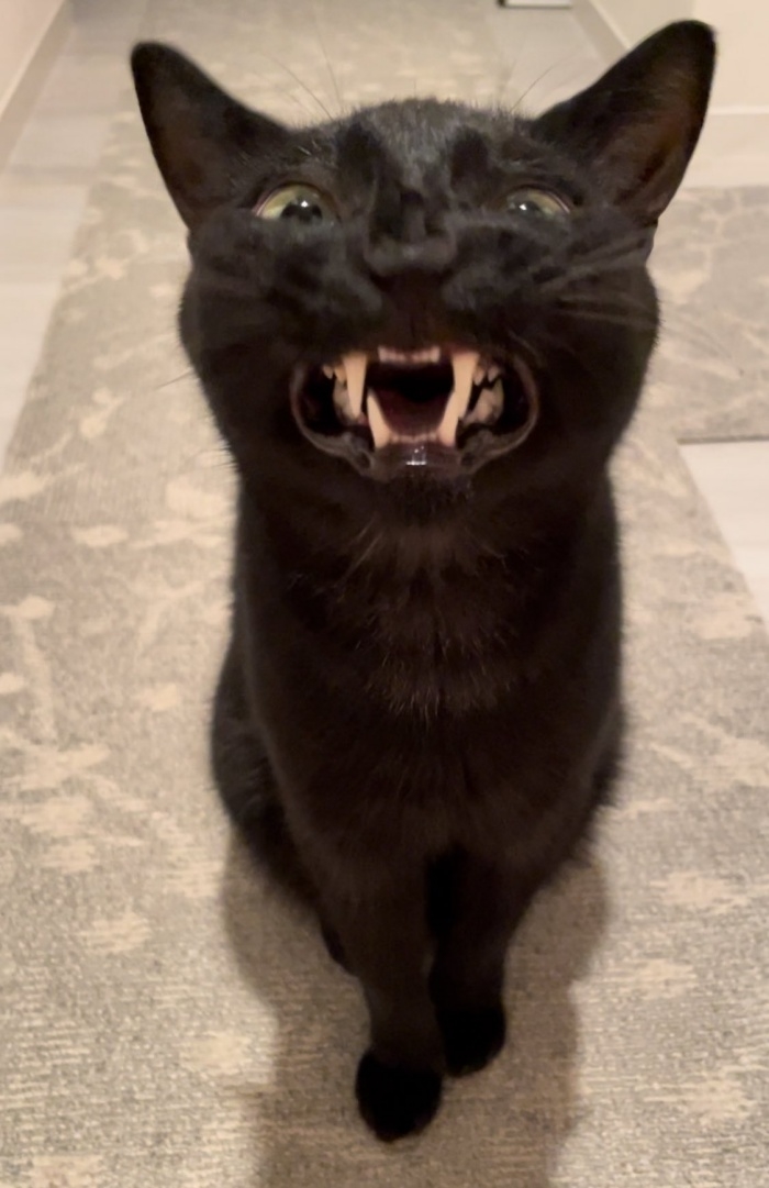 迫力満点！ クワっと口を開くうにくん